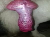 Shepherd cock